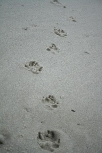 IMG_1263-7